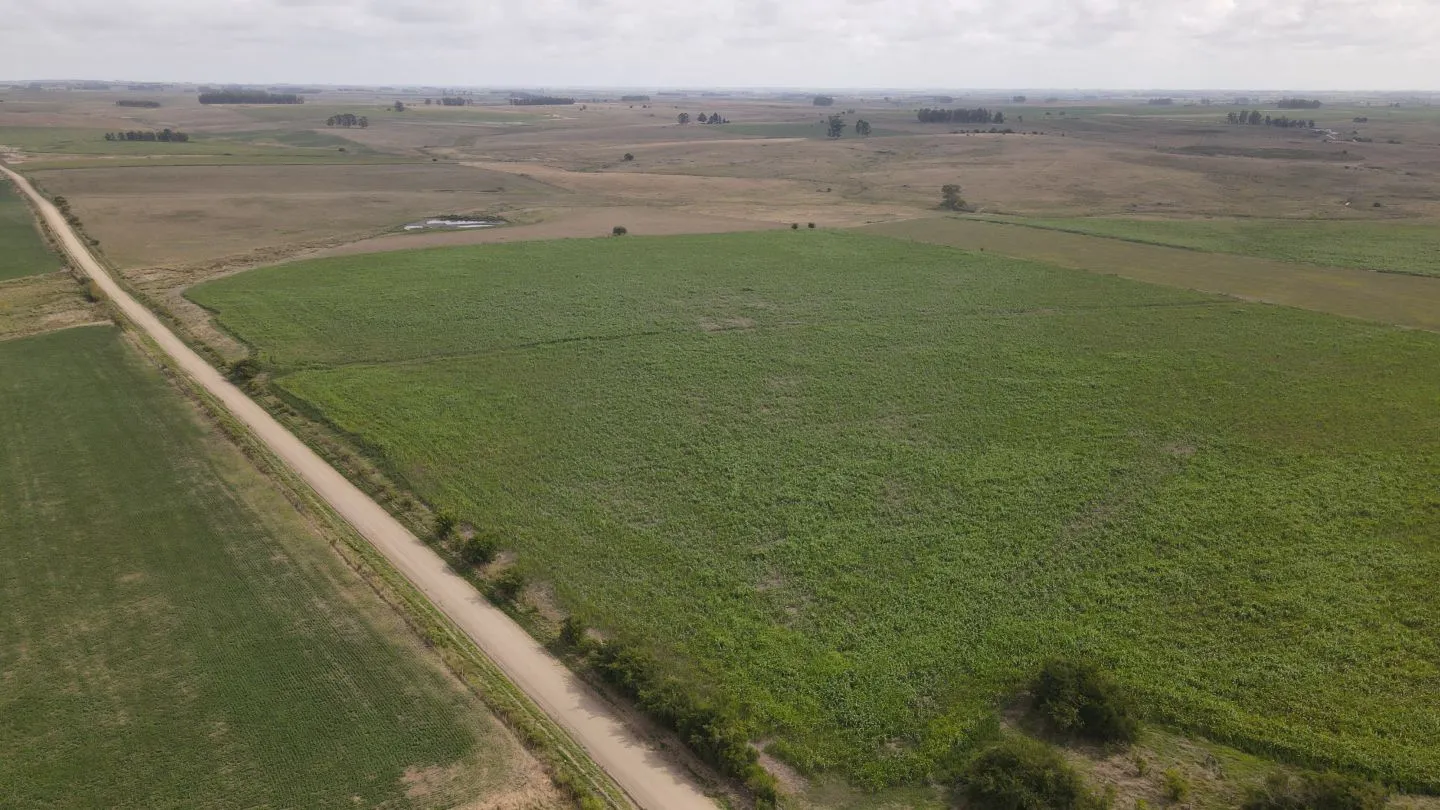 Campo en venta de 150 ha Agrícola Ganadero en Florida — foto 1
