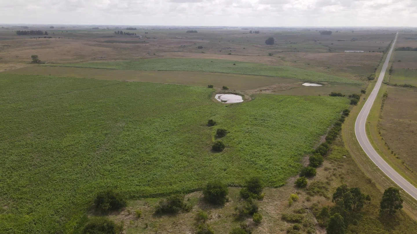 Campo en venta de 150 ha Agrícola Ganadero en Florida — foto 2