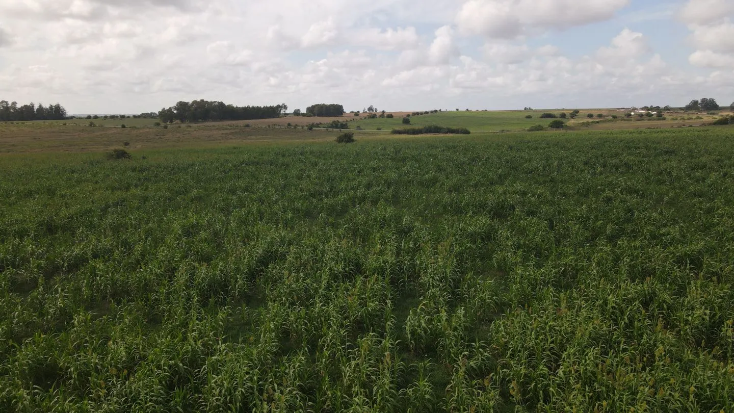 Campo en venta de 150 ha Agrícola Ganadero en Florida — foto 5