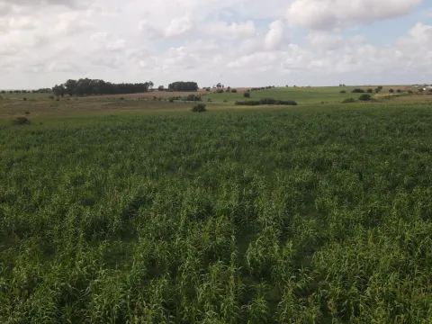 Campo en venta de 150 ha Agrícola Ganadero en Florida — foto 5