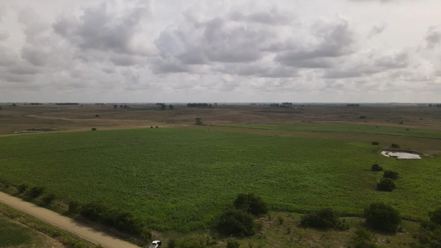 Campo en venta de 150 ha Agrícola Ganadero en Florida — foto 6