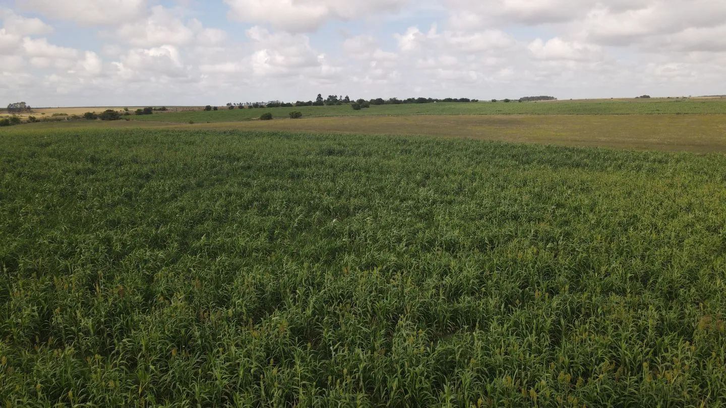 Campo en venta de 150 ha Agrícola Ganadero en Florida — foto 7