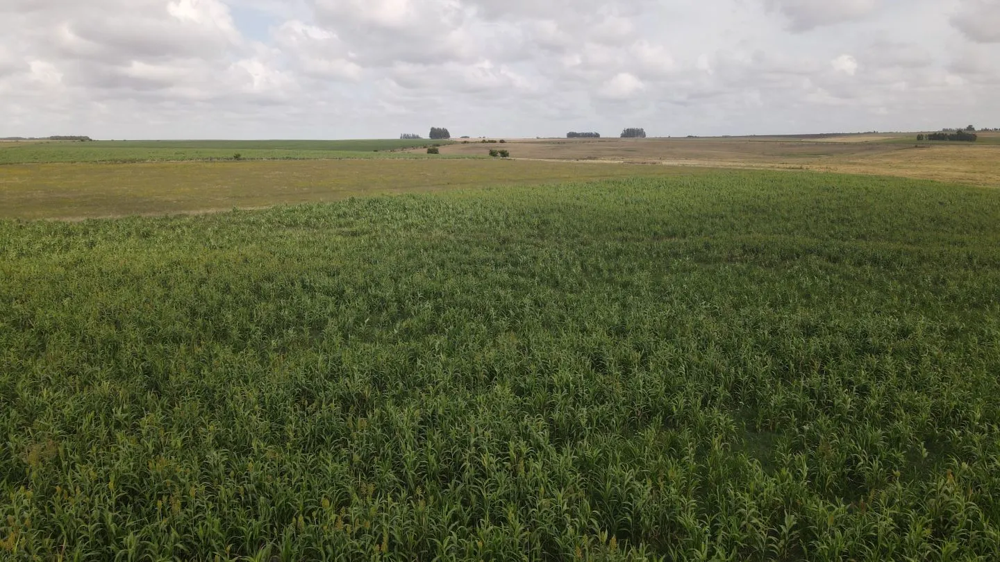 Campo en venta de 150 ha Agrícola Ganadero en Florida — foto 8