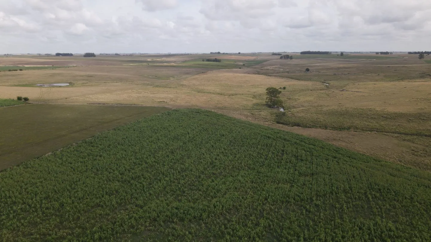 Campo en venta de 150 ha Agrícola Ganadero en Florida — foto 9