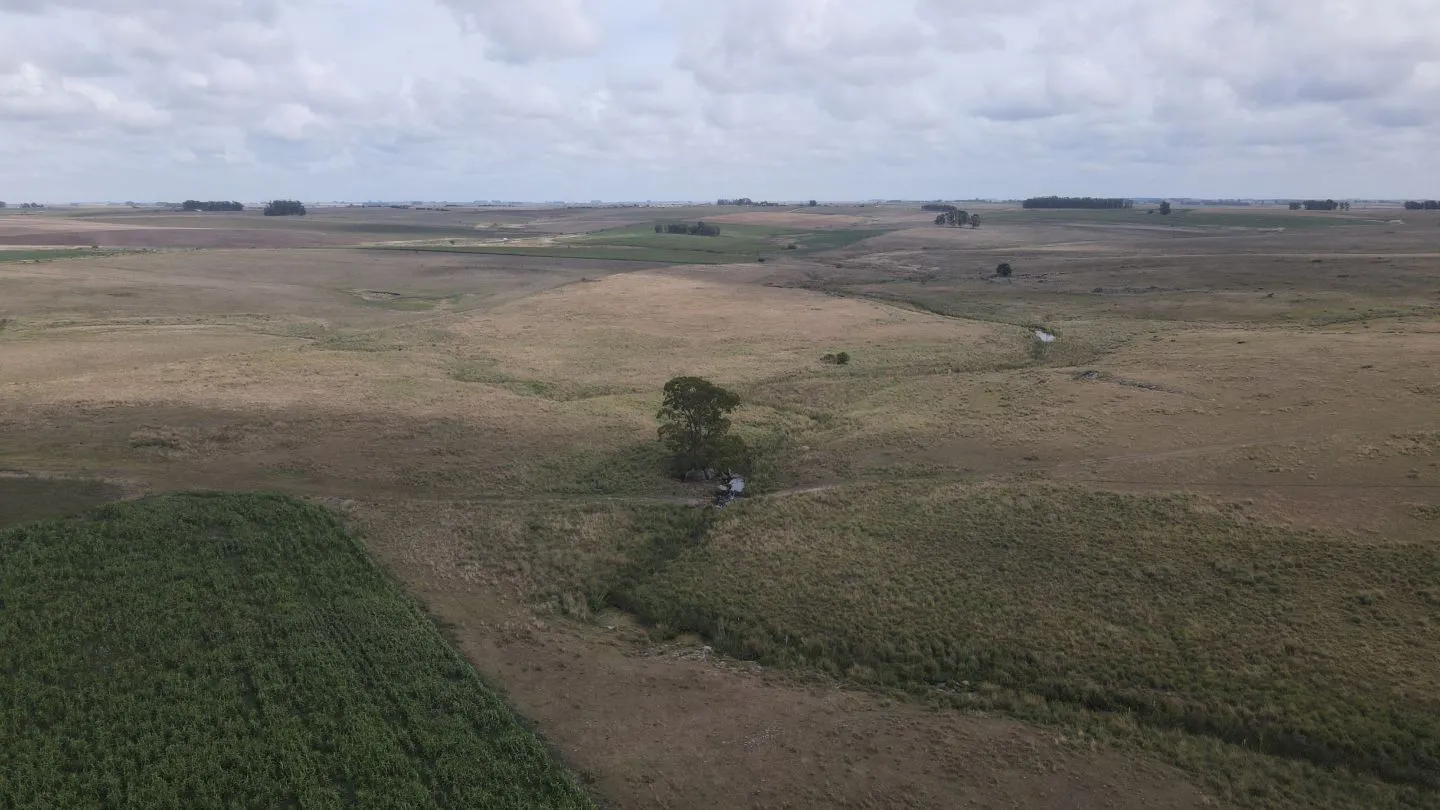 Campo en venta de 150 ha Agrícola Ganadero en Florida — foto 10