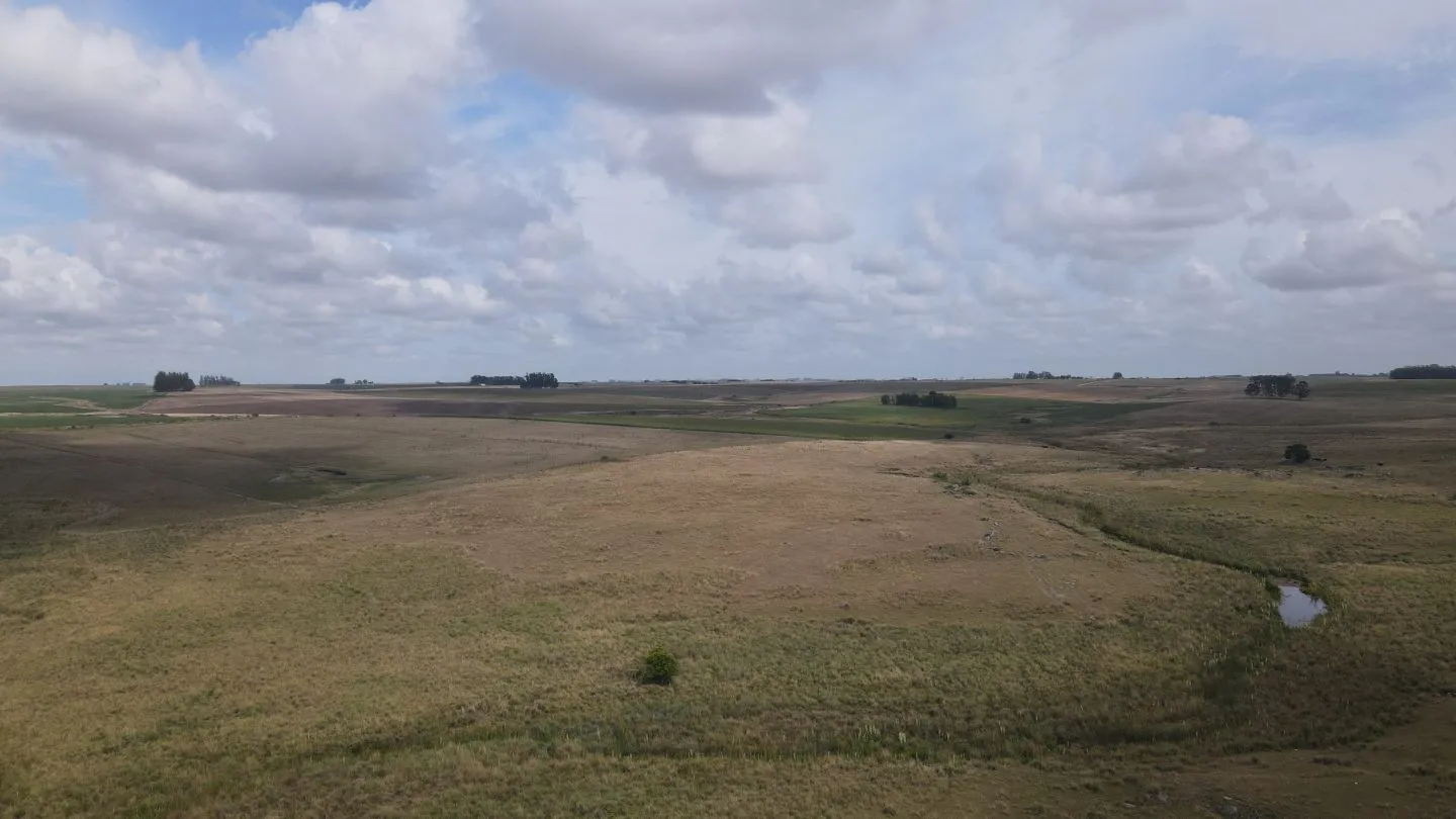 Campo en venta de 150 ha Agrícola Ganadero en Florida — foto 14