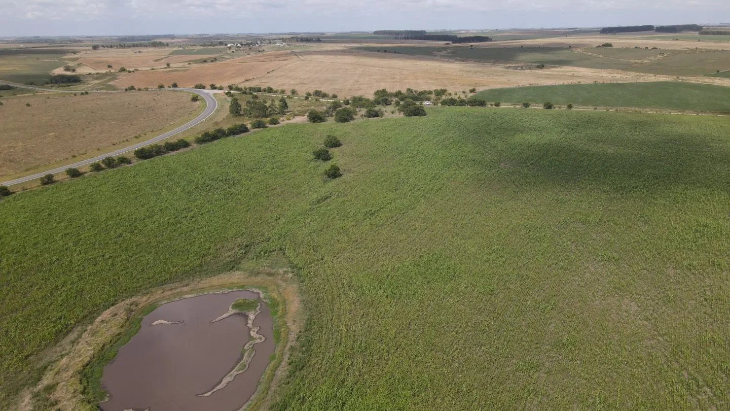 Campo en venta de 150 ha Agrícola Ganadero en Florida — foto 17