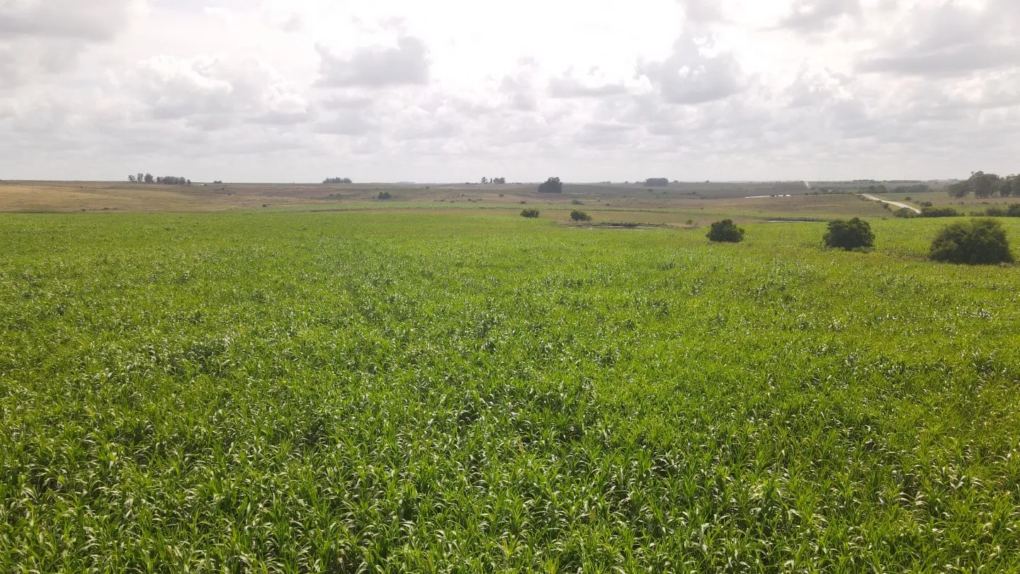 Campo en venta de 150 ha Agrícola Ganadero en Florida — foto 18