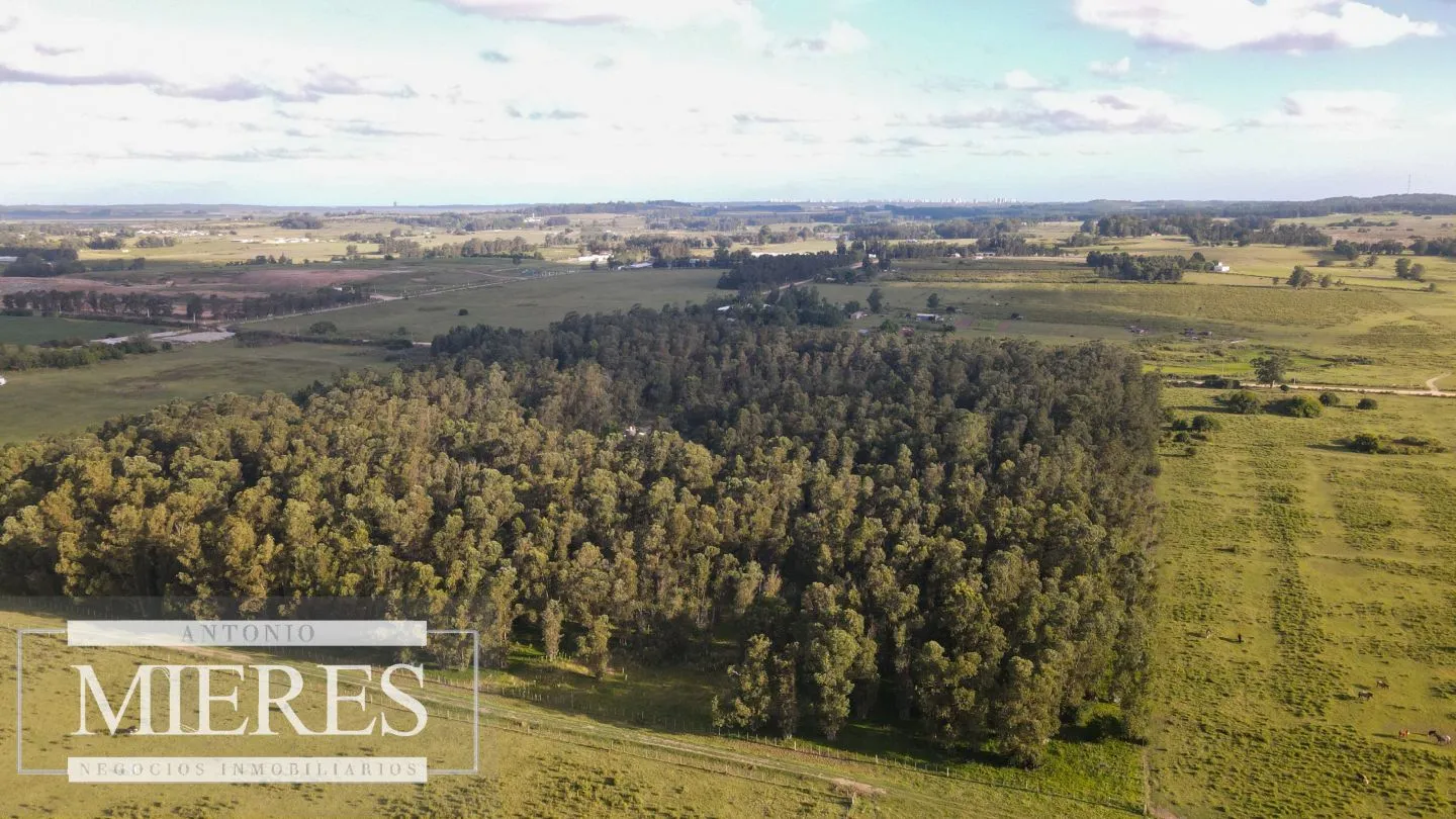 Chacra en venta 5 ha con casa y monte zona Lapataia — foto 17