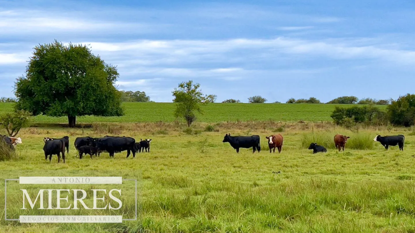 Campo de 180ha en Paysandú Agrícola Ganadero — foto 4