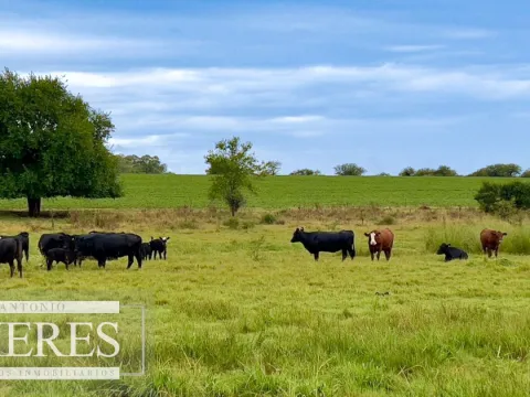 Campo de 180ha en Paysandú Agrícola Ganadero — foto 4
