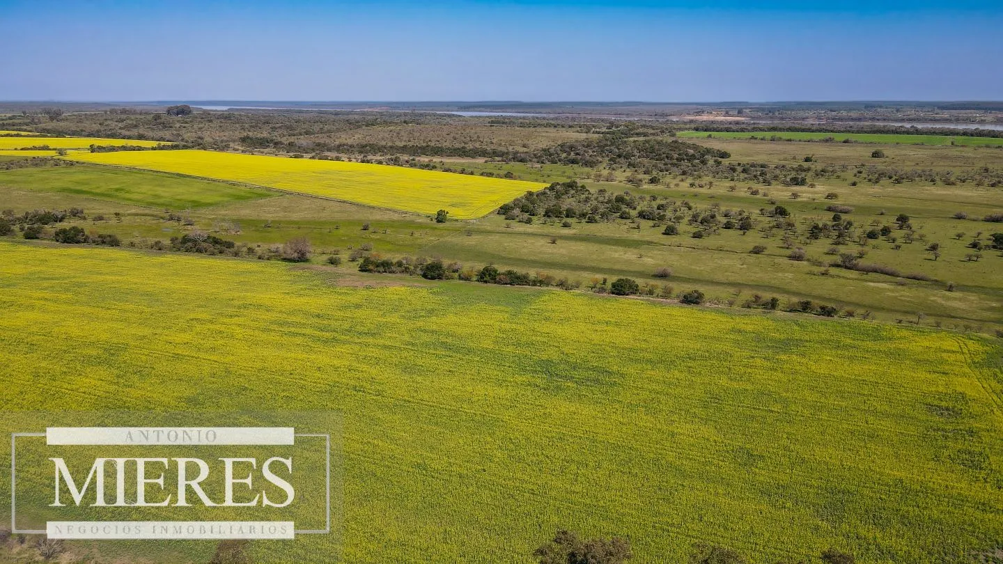 Campo de 180ha en Paysandú Agrícola Ganadero — foto 6