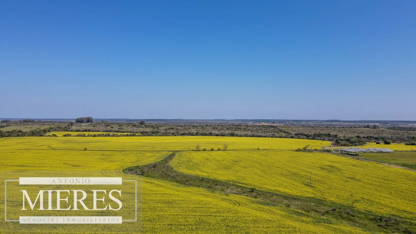 Campo de 180ha en Paysandú Agrícola Ganadero — foto 18