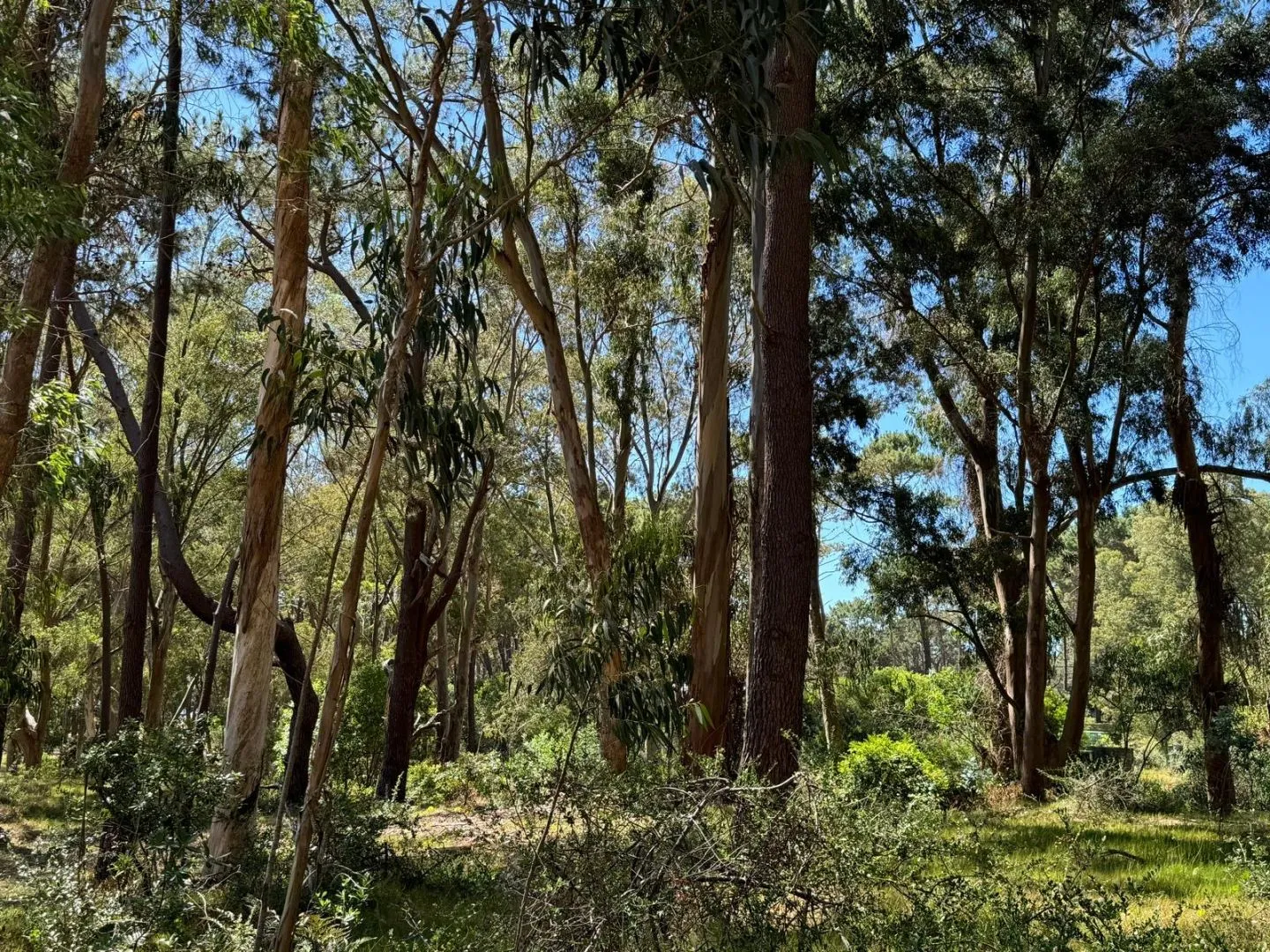 MAGNIFICO LOTE 1000 M2 BARRIO CERRADO LA RESERVA DE MONTOYA — foto 12