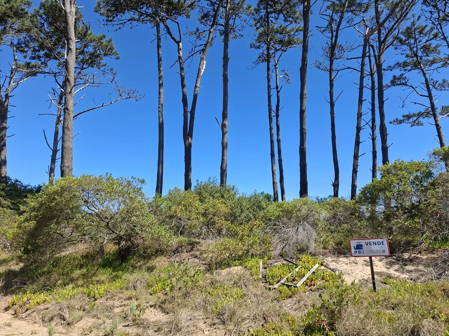 Venta de lotes Chihuahua a pasos del mar- Punta Ballena — foto 7