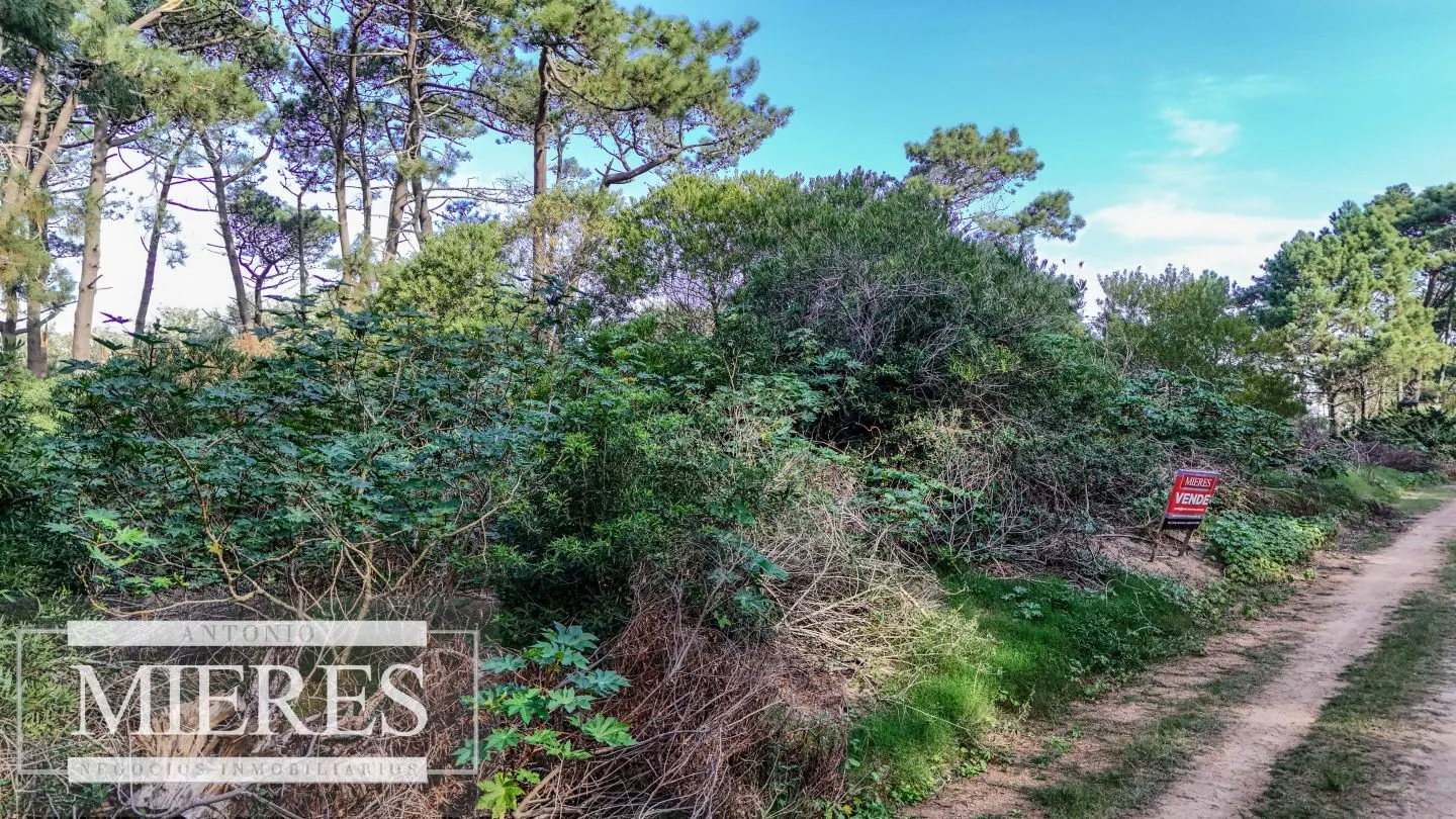 Venta 4 padrones juntos- Rincón del Indio — foto 6