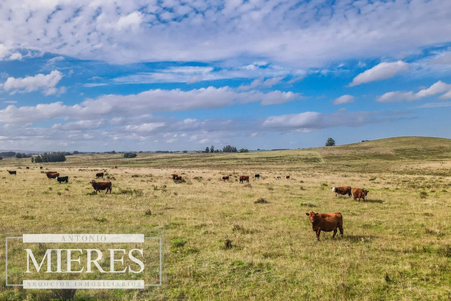 Campo de 50ha Ganadero, ubicado a 30 km de José Ignacio — foto 1