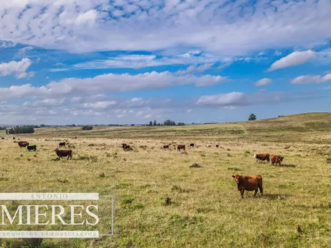Campo de 50ha Ganadero, ubicado a 30 km de José Ignacio
