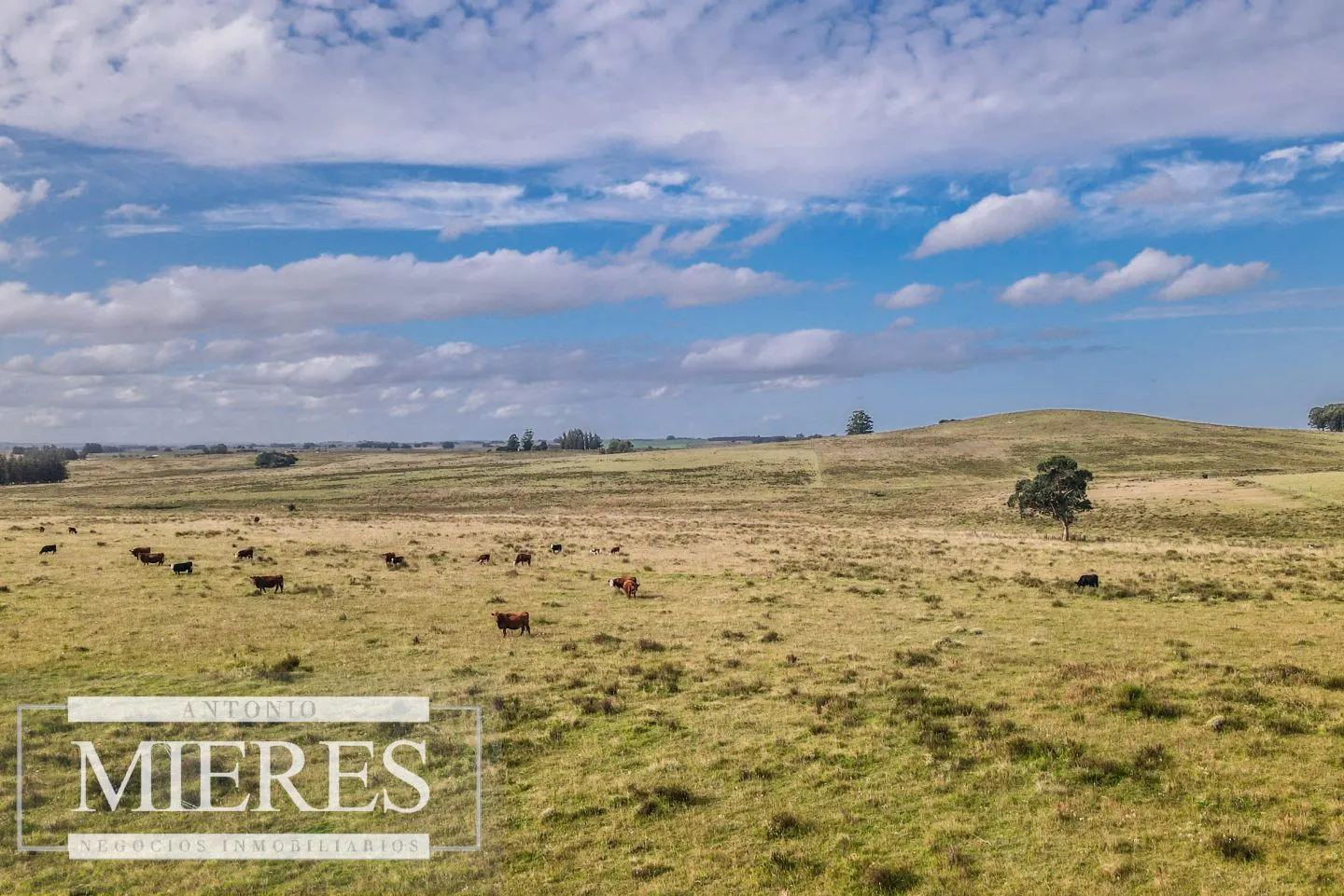 Campo de 50ha Ganadero, ubicado a 30 km de José Ignacio — foto 11