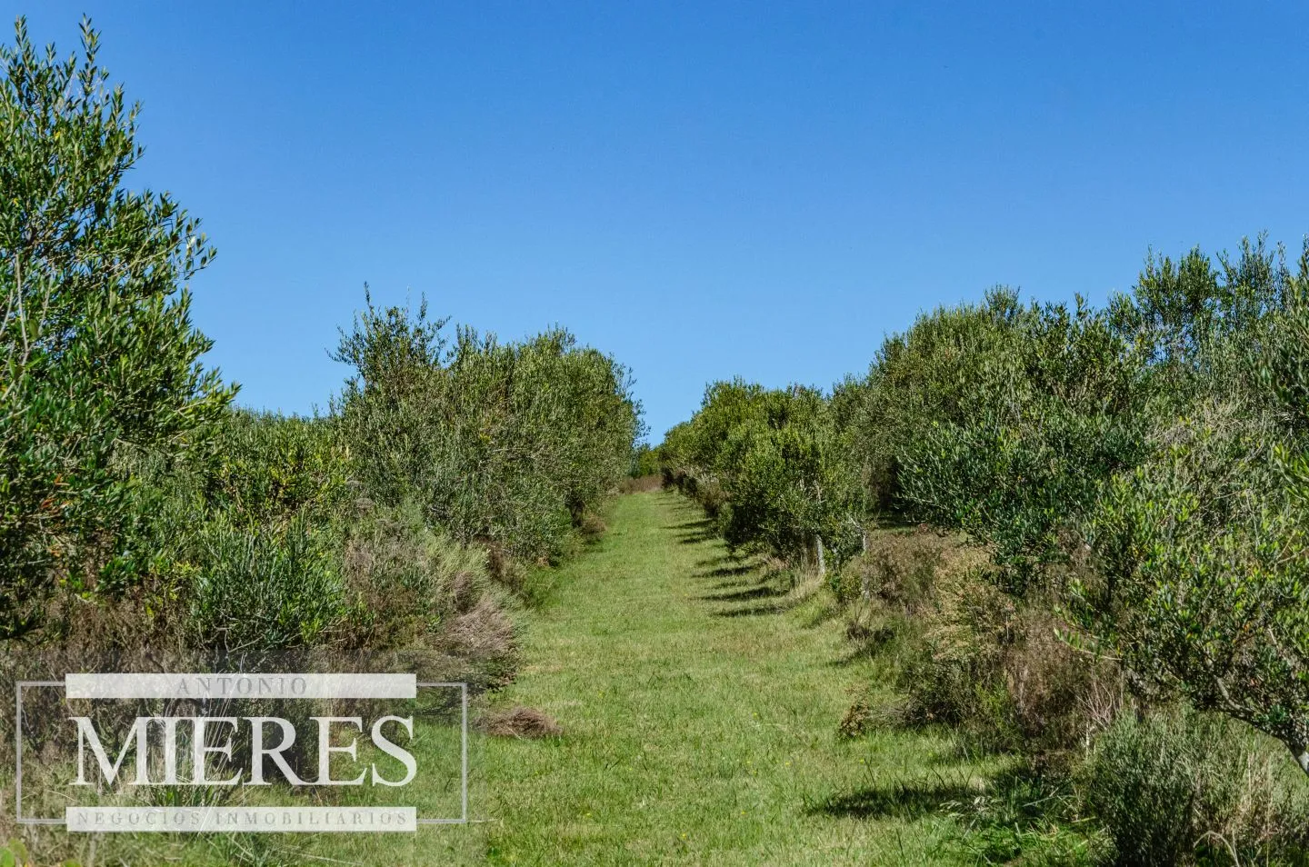 Chacra en venta de 5 ha con casa y vista a laguna del Sauce — foto 4