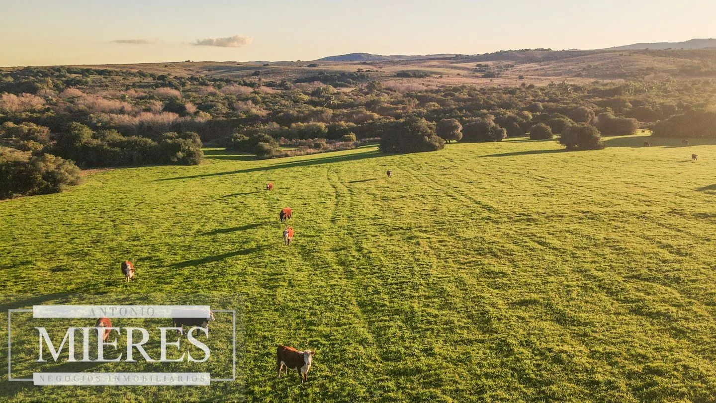Campo en venta de 20 ha con costa al arroyo José Ignacio — foto 10