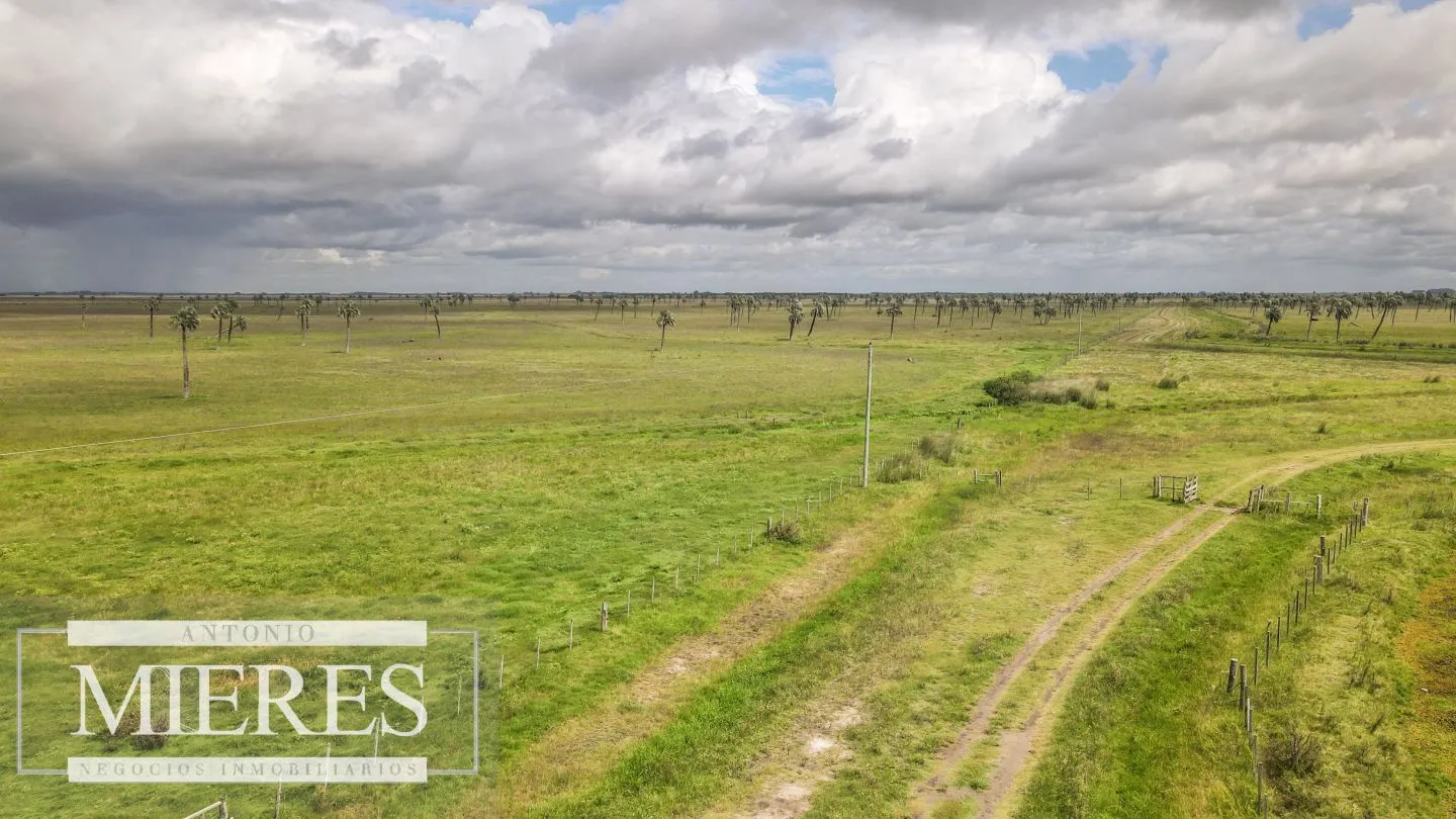 Campo en Rocha ganadero agrícola 125ha — foto 1