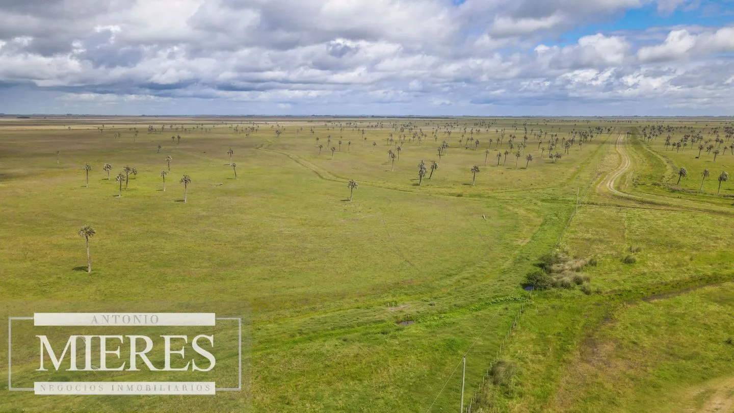 Campo en Rocha ganadero agrícola 125ha — foto 3