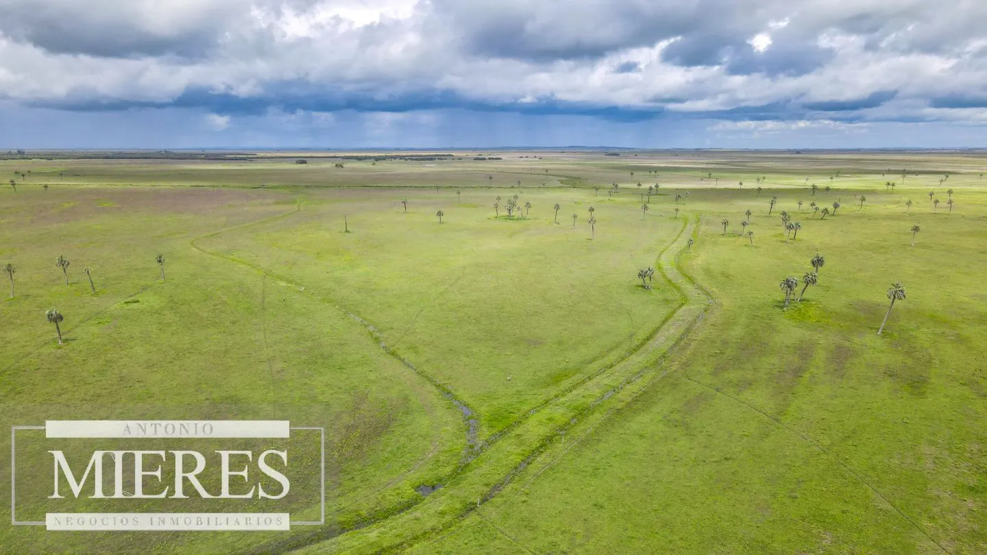 Campo en Rocha ganadero agrícola 125ha — foto 4