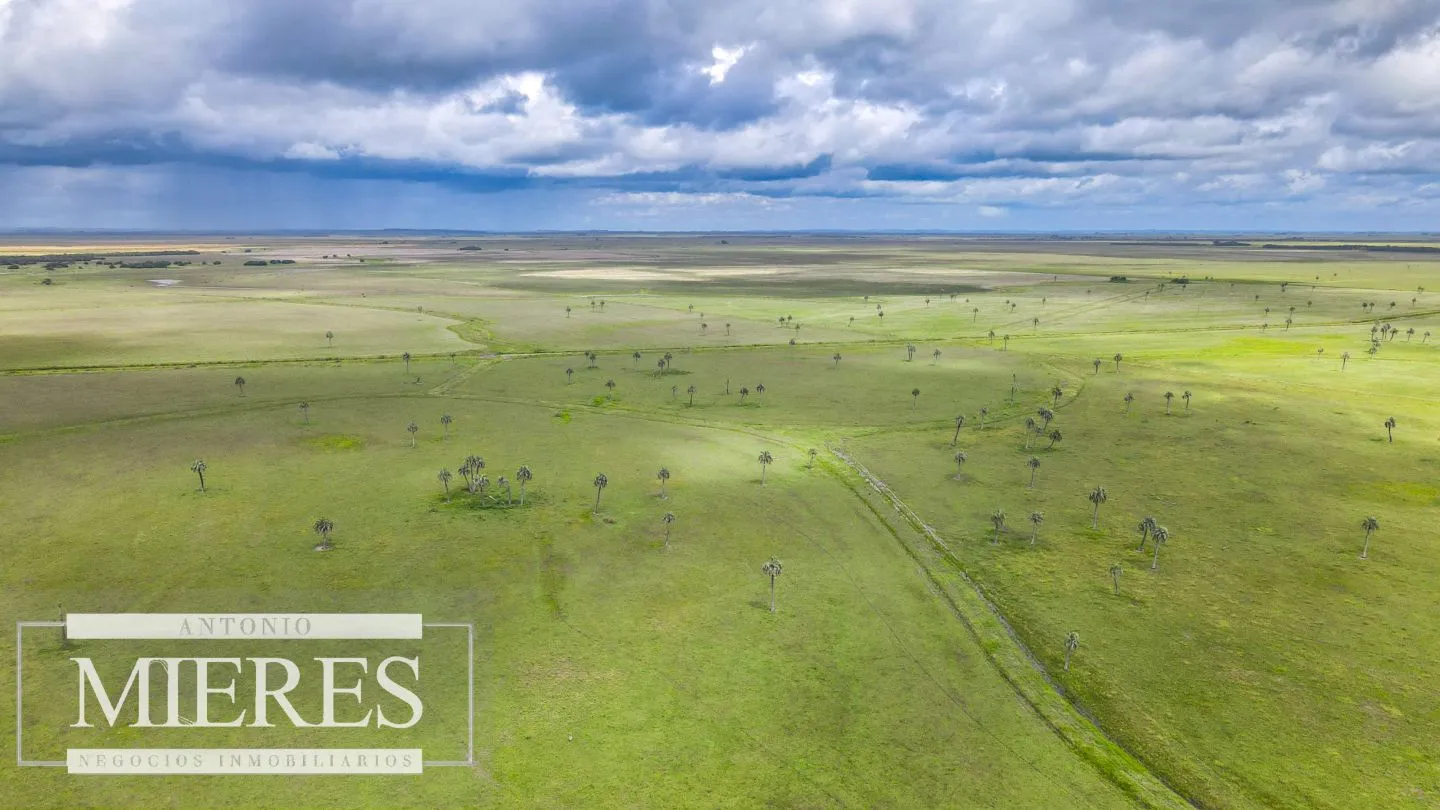 Campo en Rocha ganadero agrícola 125ha — foto 6