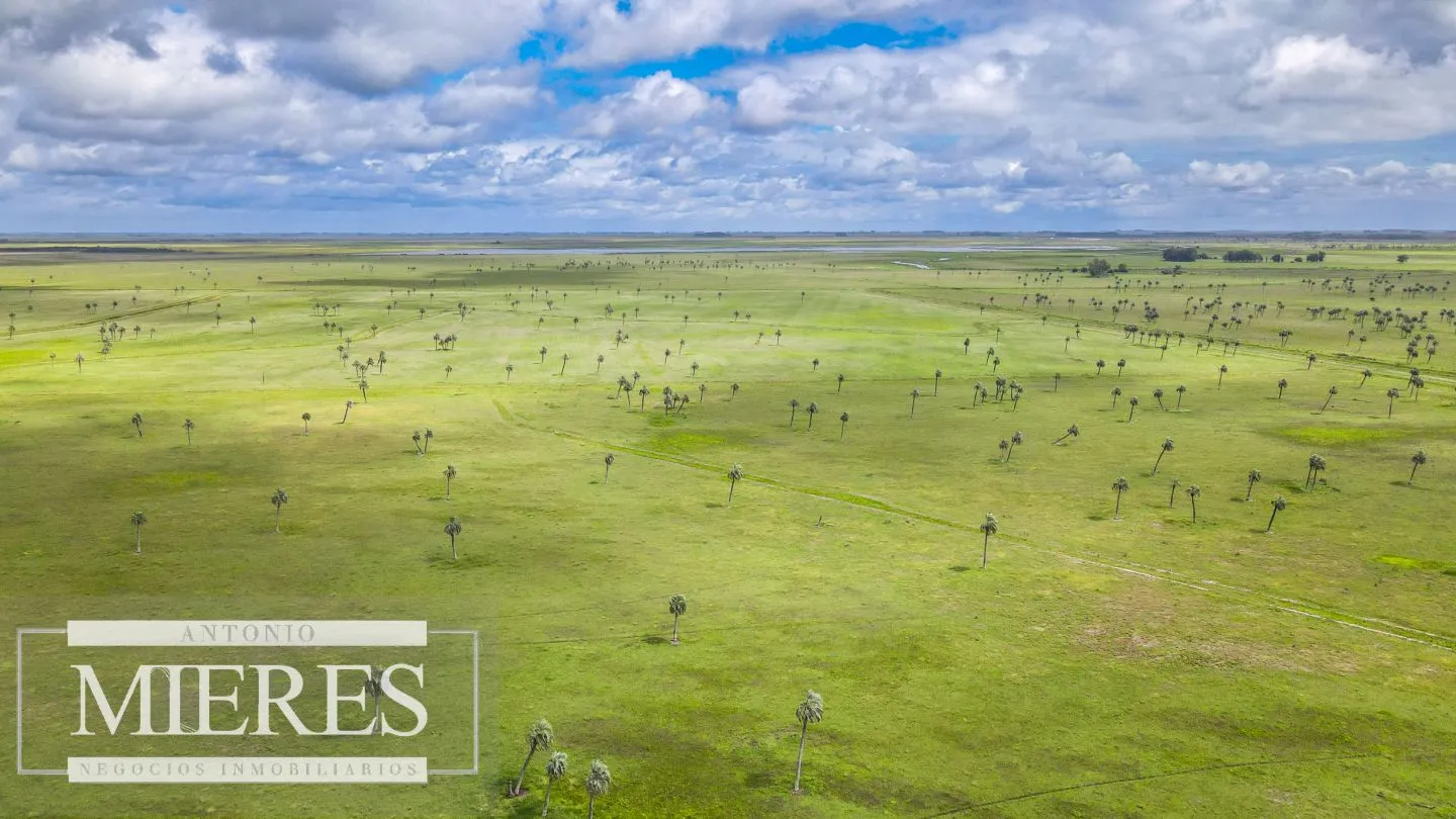 Campo en Rocha ganadero agrícola 125ha — foto 7