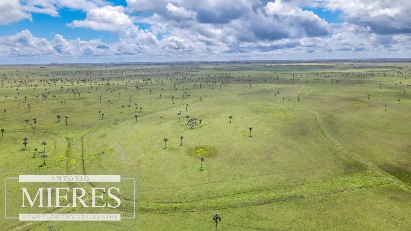 Campo en Rocha ganadero agrícola 125ha — foto 12
