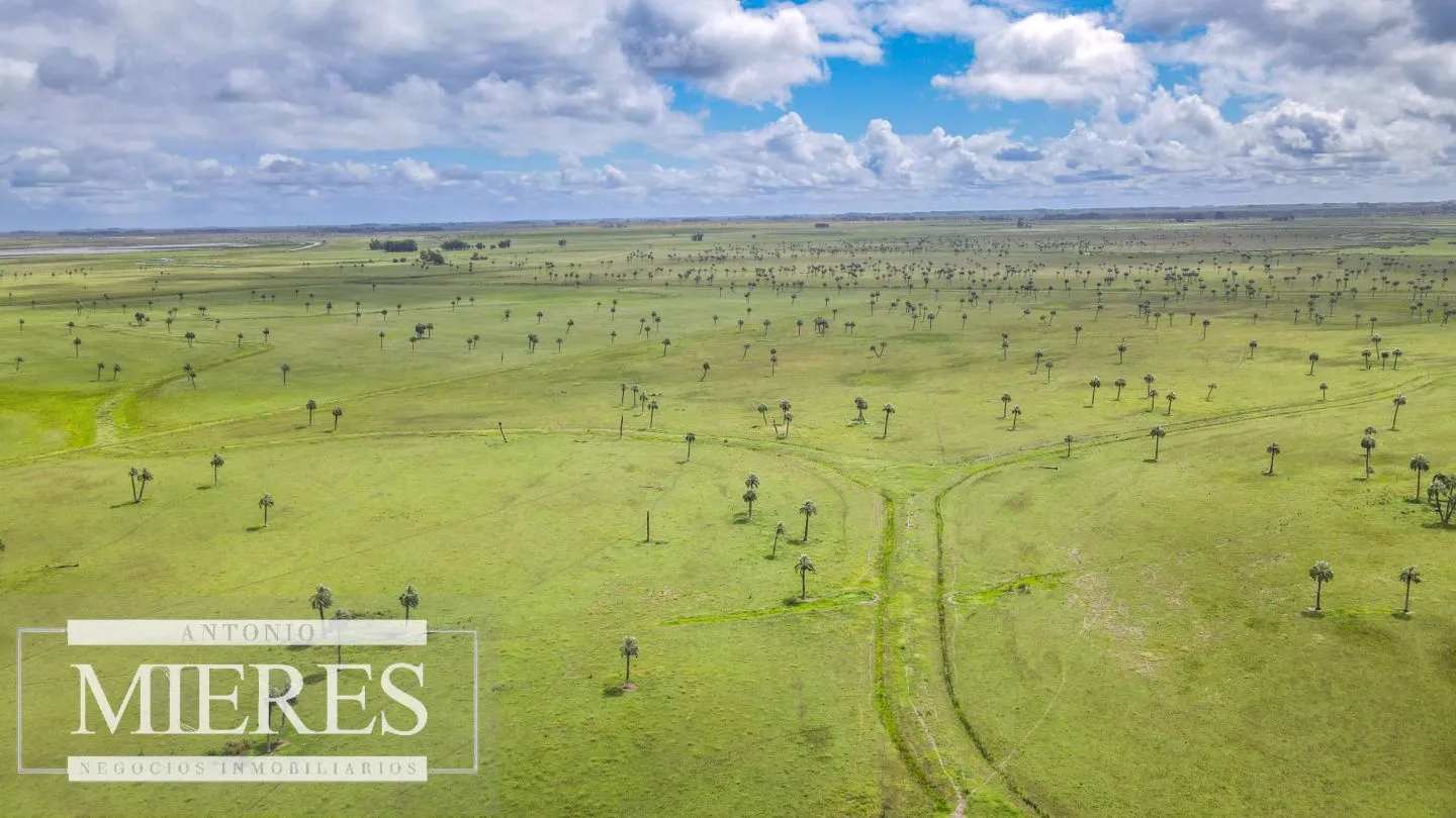 Campo en Rocha ganadero agrícola 125ha — foto 13