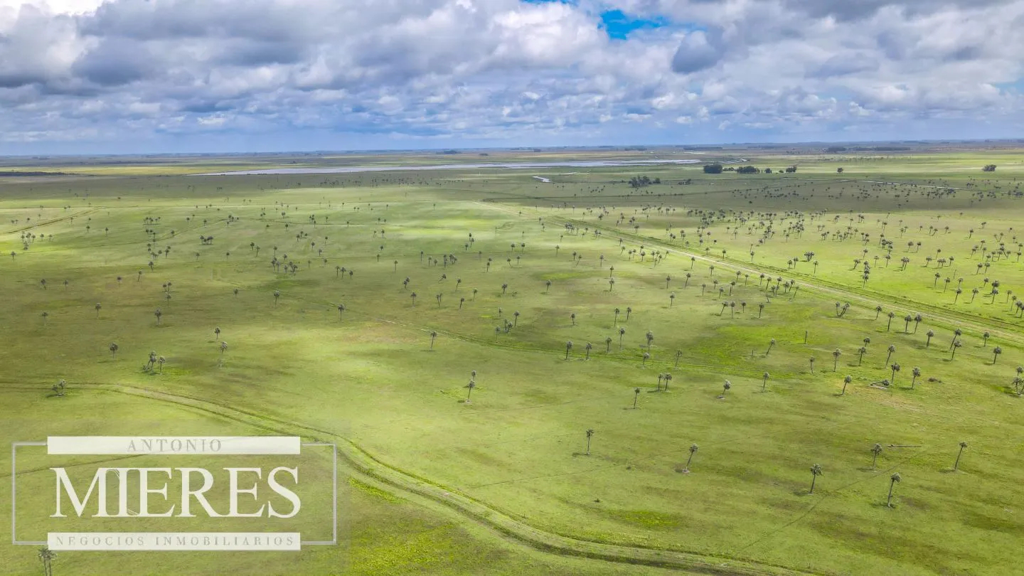 Campo en Rocha ganadero agrícola 125ha — foto 19