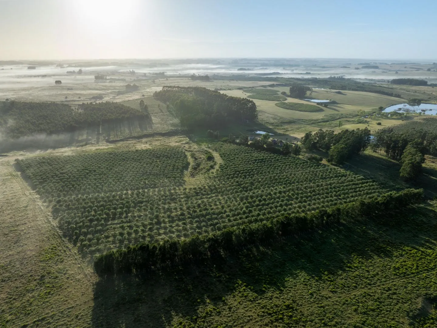Chacra / Campo 93 ha en Laguna José Ignacio — foto 14