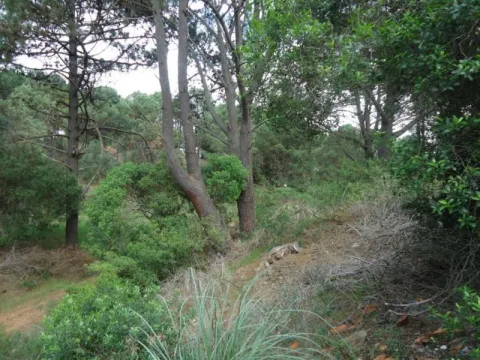 Venta lote en altura Club del Lago- Punta Ballena — foto 2