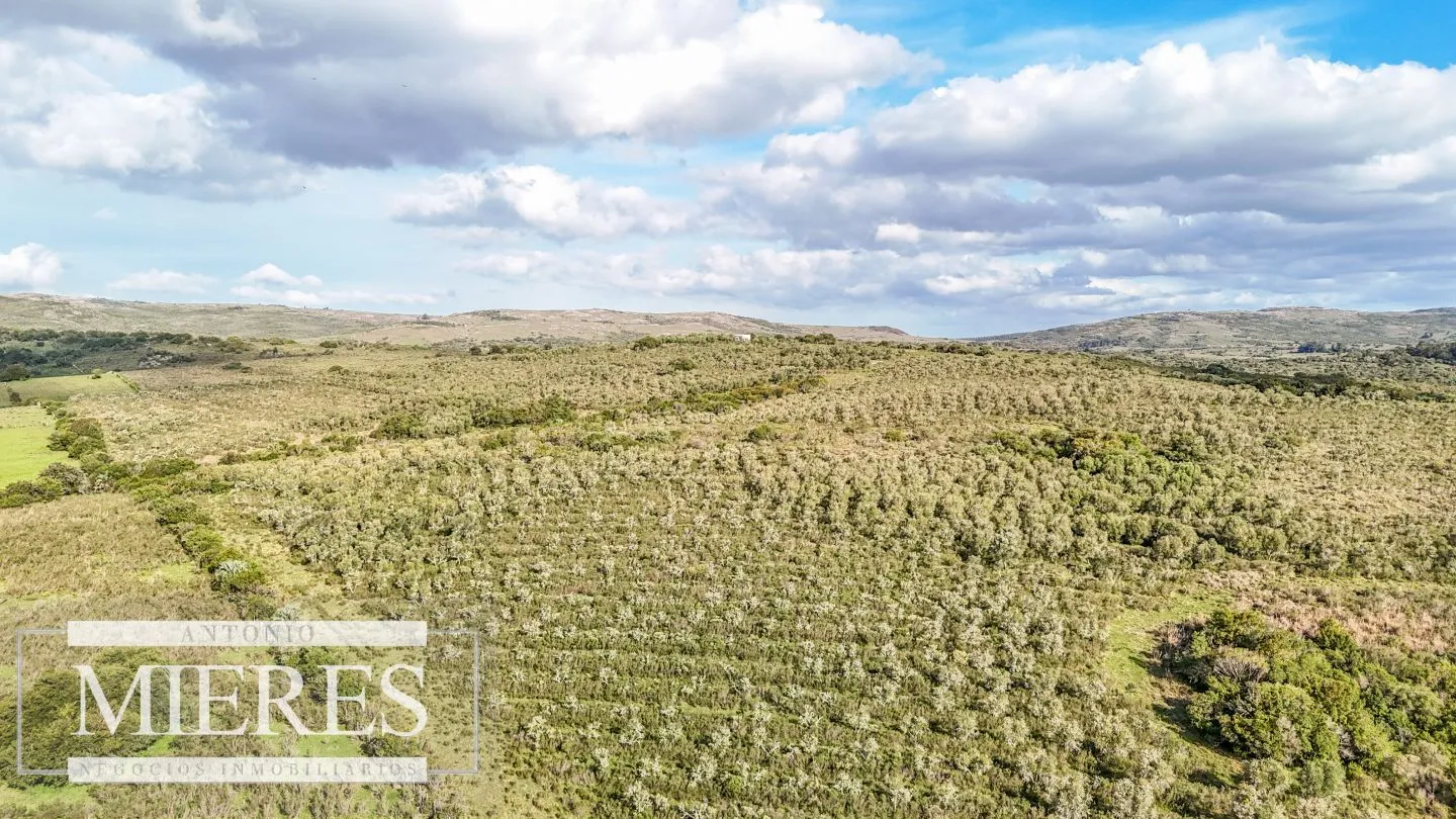 Campo en venta de 130 ha en Maldonado Uruguay — foto 2