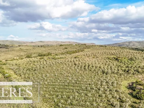 Campo en venta de 130 ha en Maldonado Uruguay — foto 2
