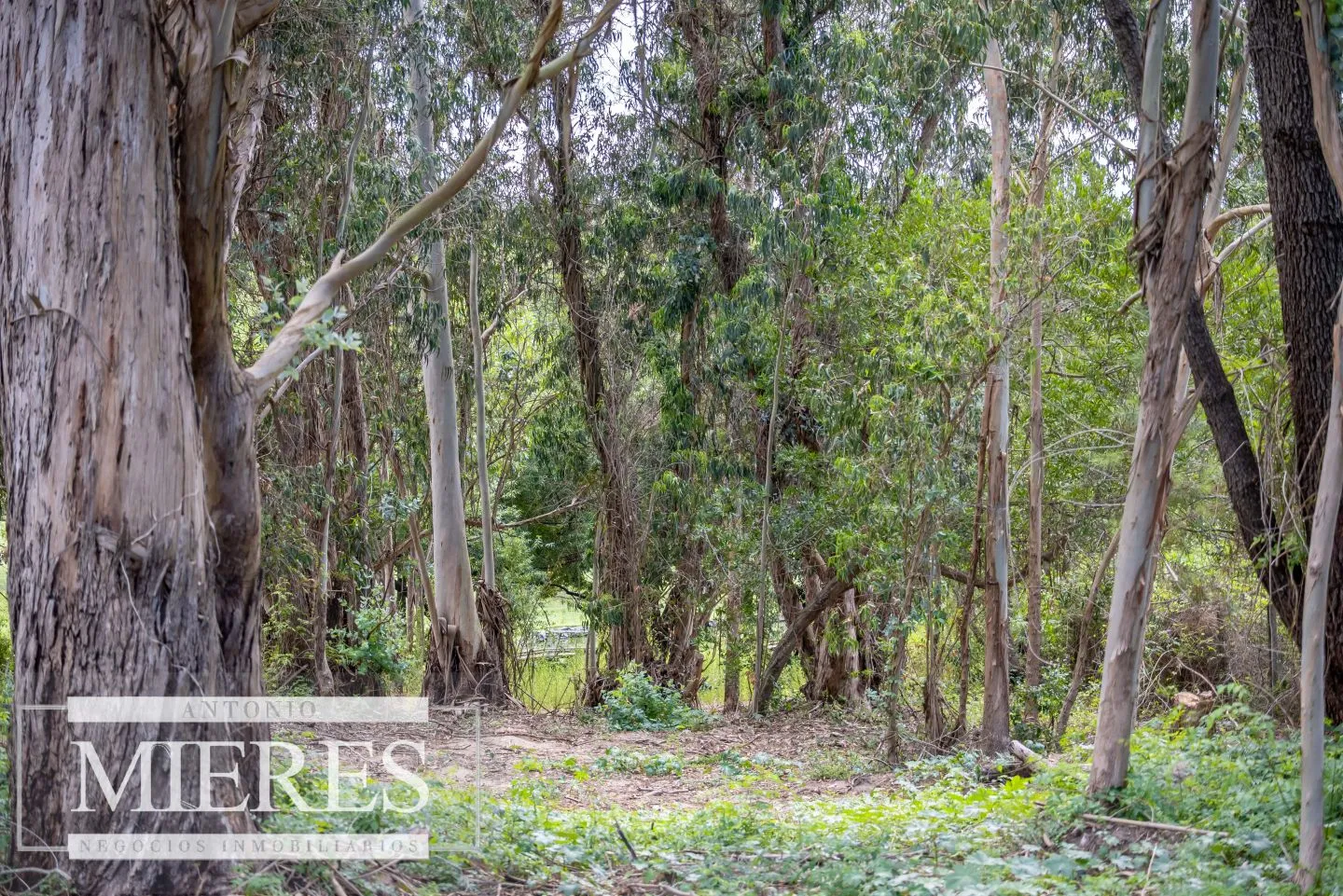 Lote con vista al Golf - Punta del Este — foto 11