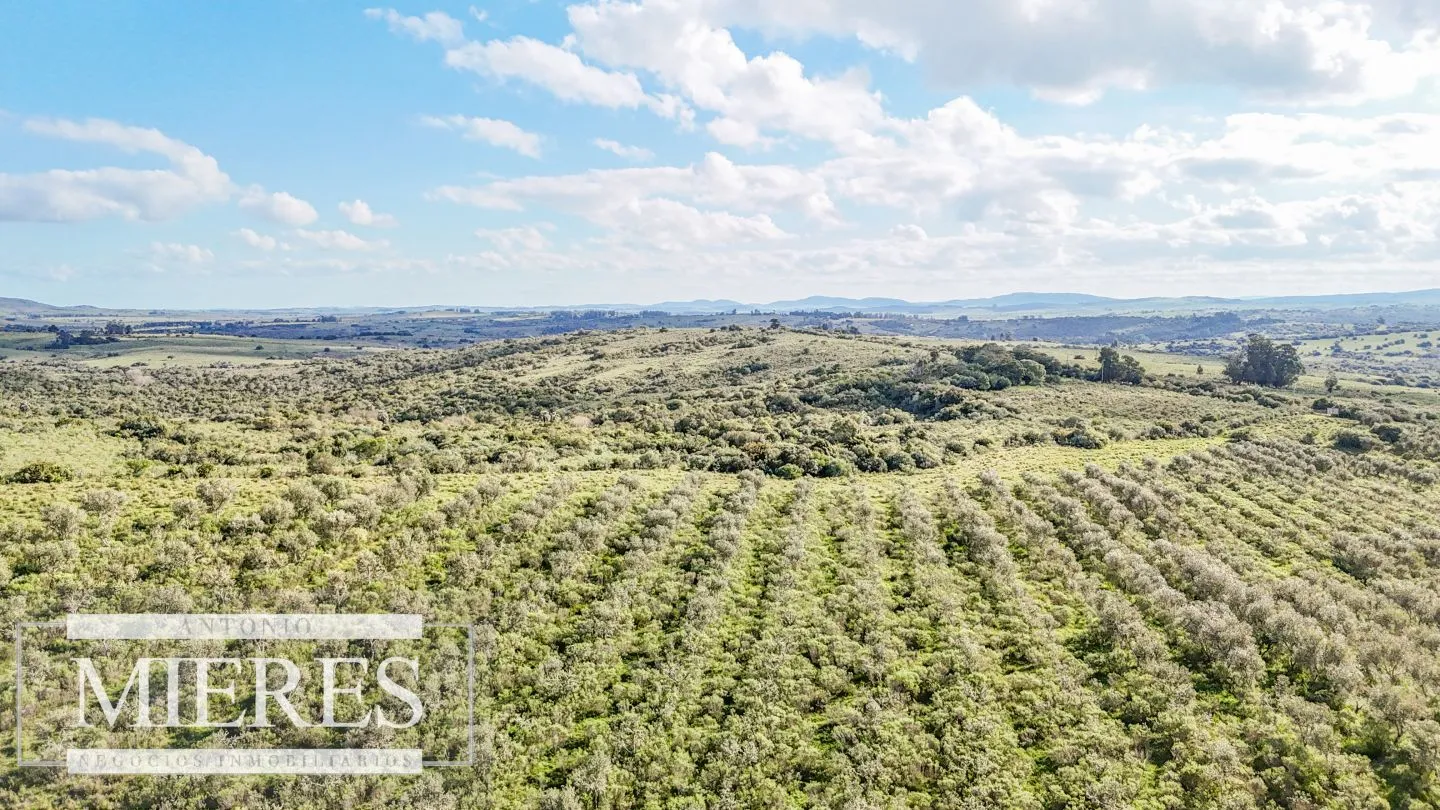 Campo en venta de 130 ha en Maldonado Uruguay — foto 9