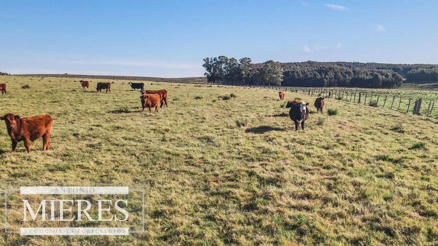 Campo en venta de 164 ha Maldonado, Uruguay — foto 23
