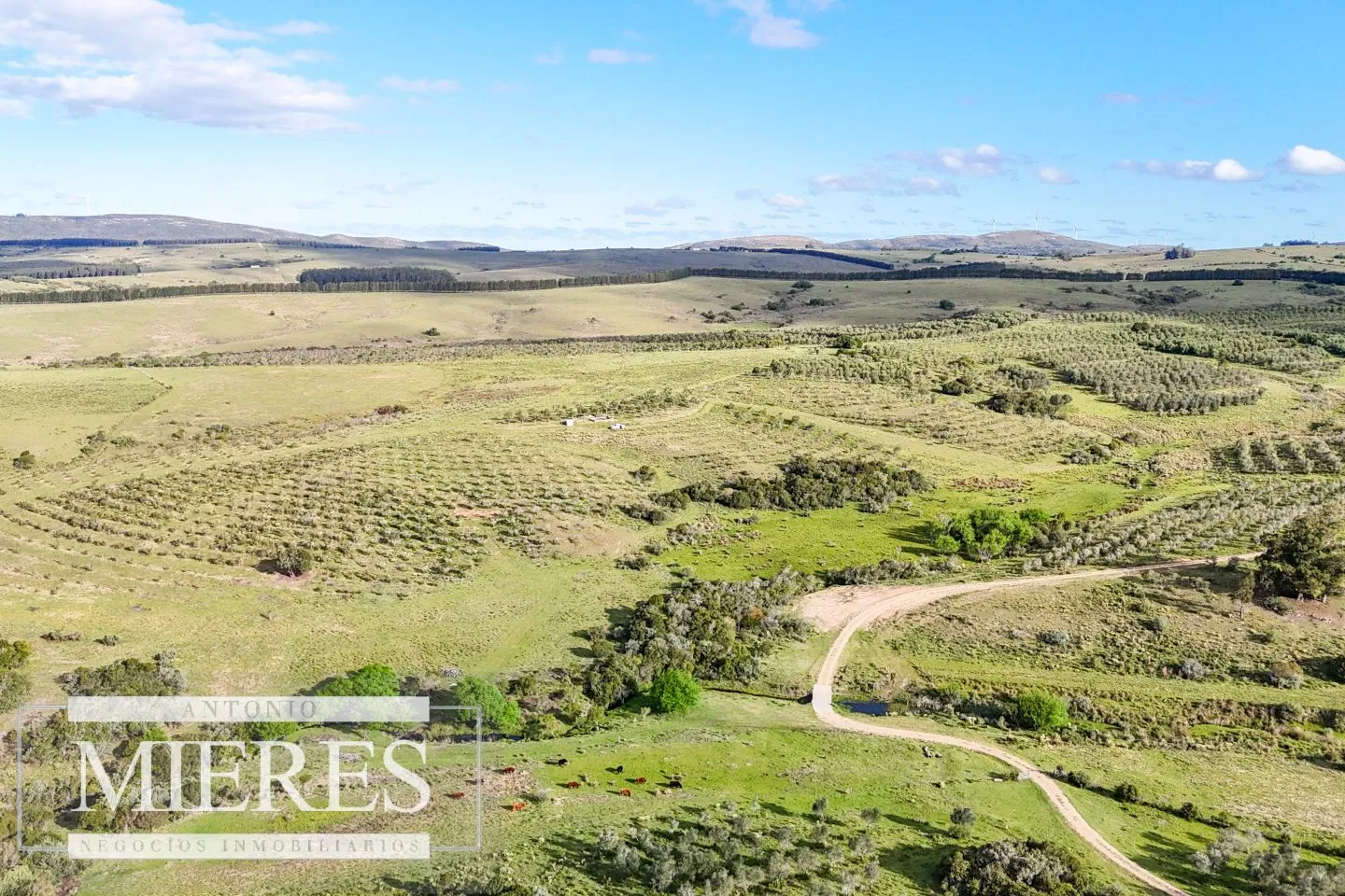Chacra de 7ha con olivos en Pueblo Eden Maldonado — foto 2