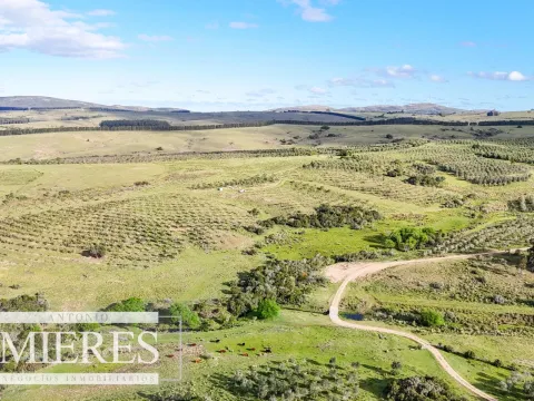 Chacra de 7ha con olivos en Pueblo Eden Maldonado — foto 2