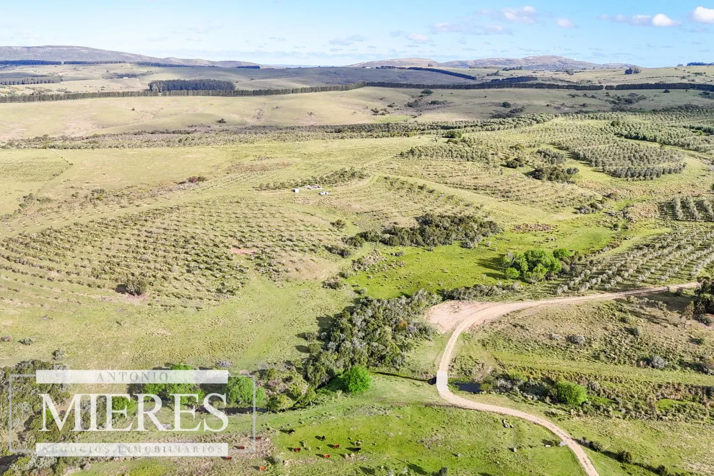 Chacra de 7ha con olivos en Pueblo Eden Maldonado — foto 3