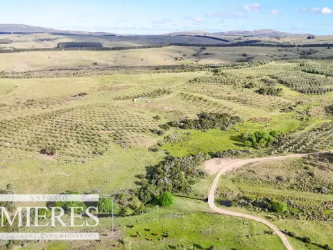 Chacra de 7ha con olivos en Pueblo Eden Maldonado — foto 3