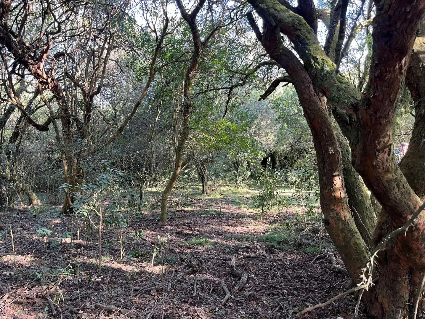 Chacra en venta de 4,5 ha al norte de ruta 9 Maldonado — foto 9