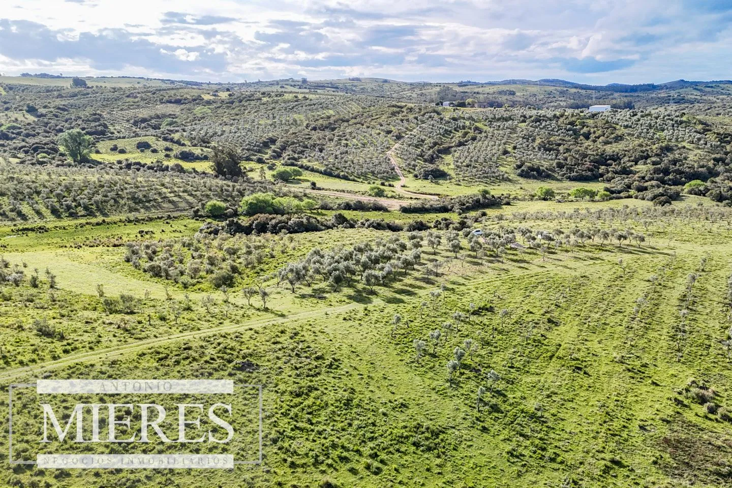 Chacra de 7ha con olivos en Pueblo Eden Maldonado — foto 11