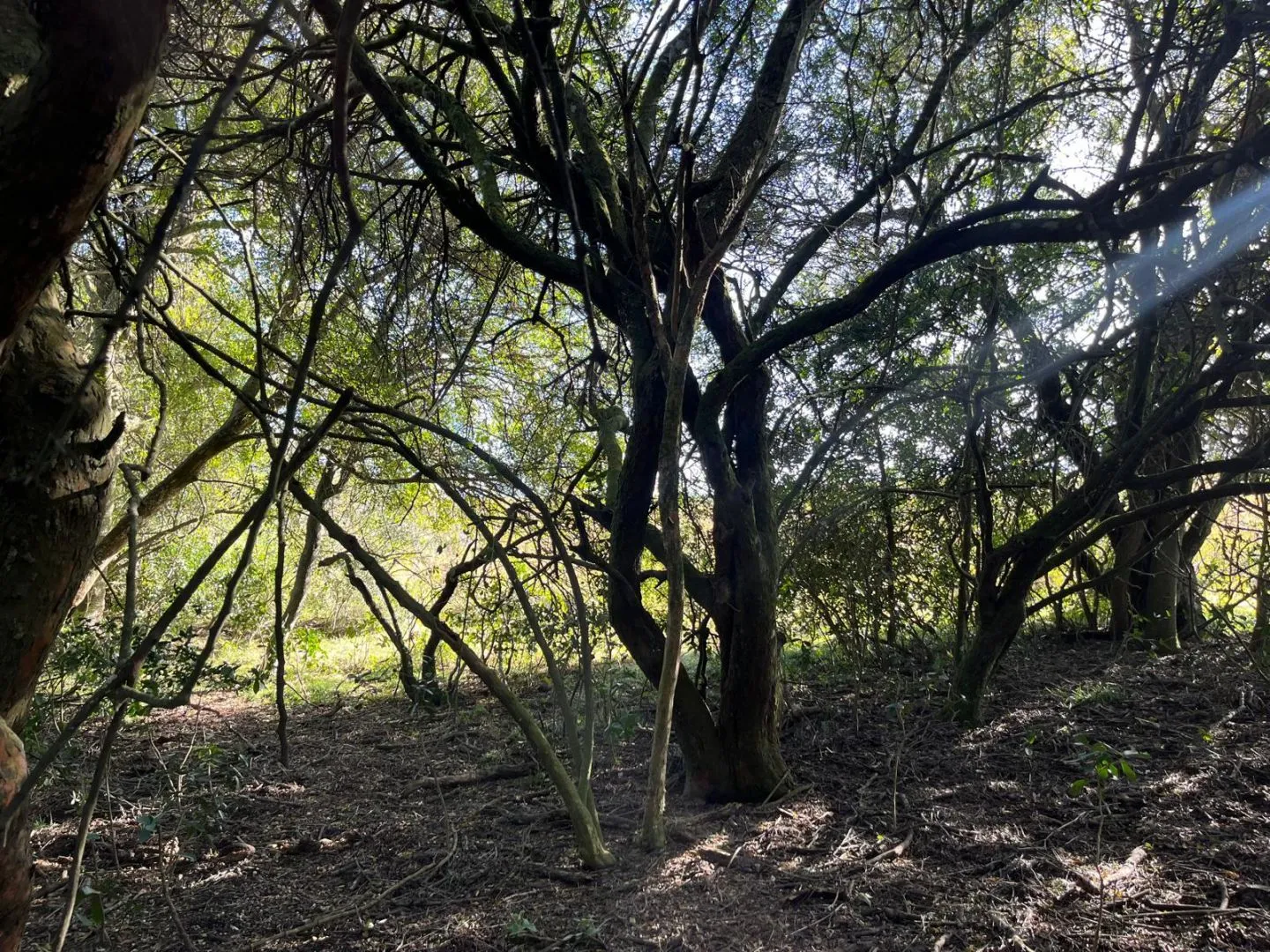 Chacra en venta de 4,5 ha al norte de ruta 9 Maldonado — foto 11