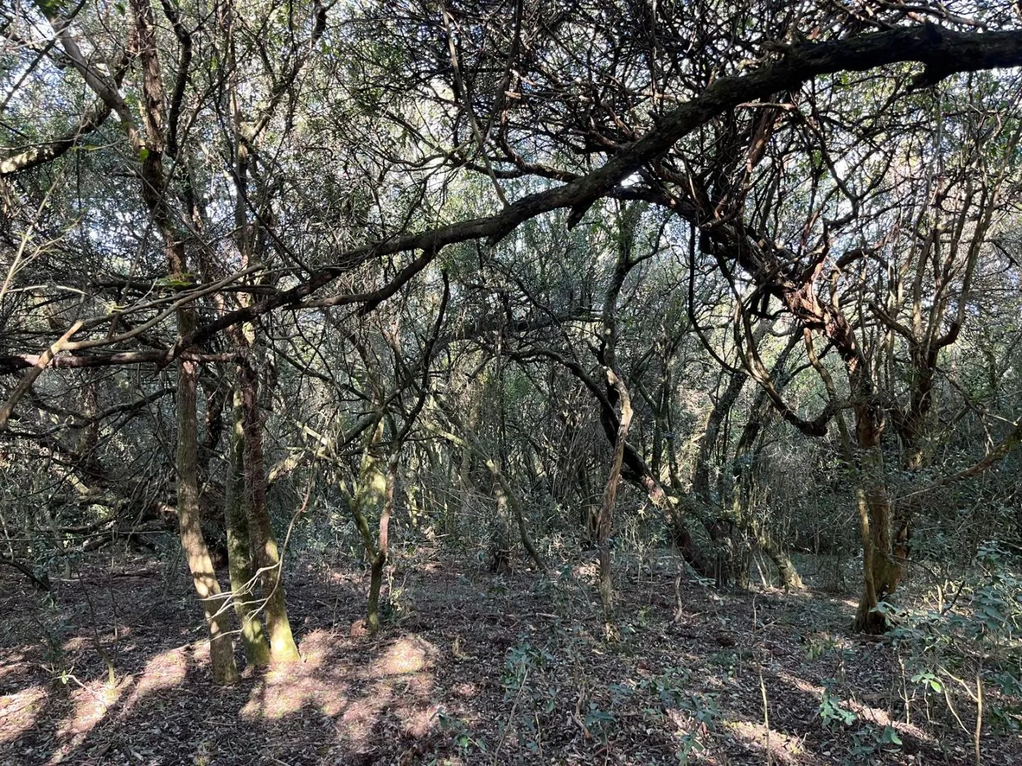 Chacra en venta de 4,5 ha al norte de ruta 9 Maldonado — foto 12
