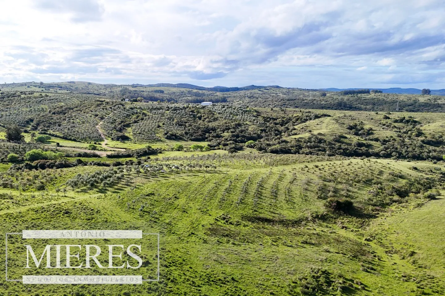 Chacra de 7ha con olivos en Pueblo Eden Maldonado — foto 14