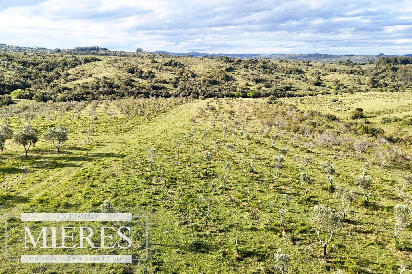 Chacra de 7ha con olivos en Pueblo Eden Maldonado — foto 16